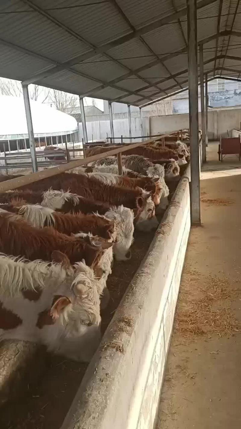 云南西门塔尔牛价格云南西门塔尔牛养殖场