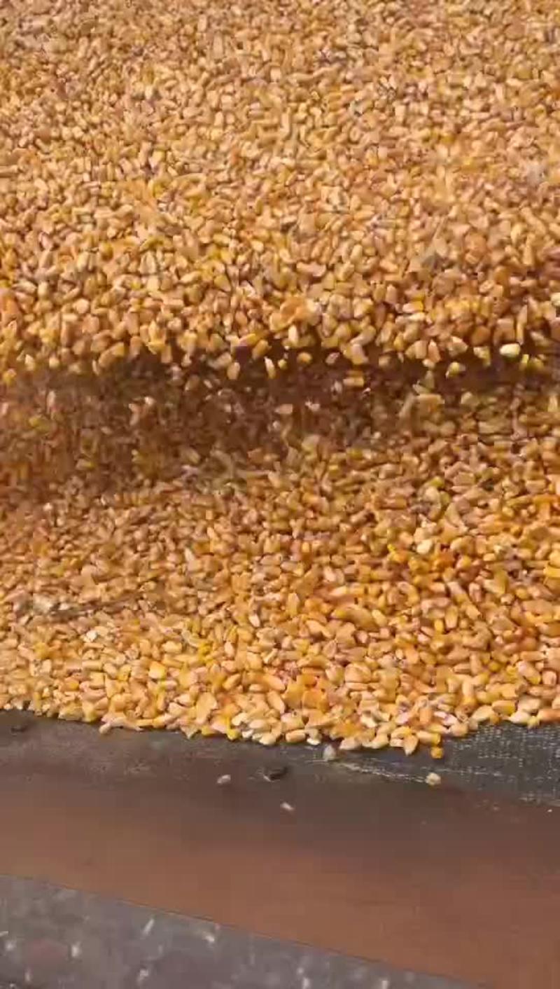 精品玉米粒一手货源要多少都有货，价格公道欢迎来电