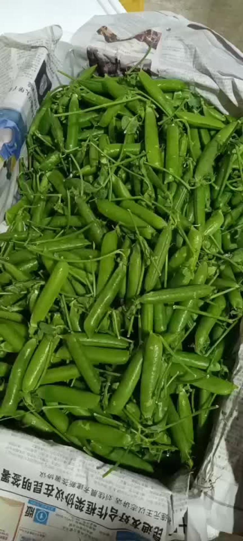 云南精品豌豆，电商货，通货，产地直发，保质保量
