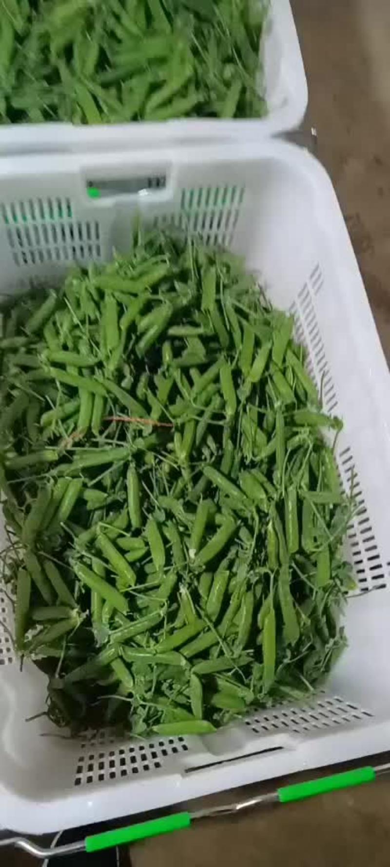 云南精品豌豆，电商货，通货，产地直发，保质保量