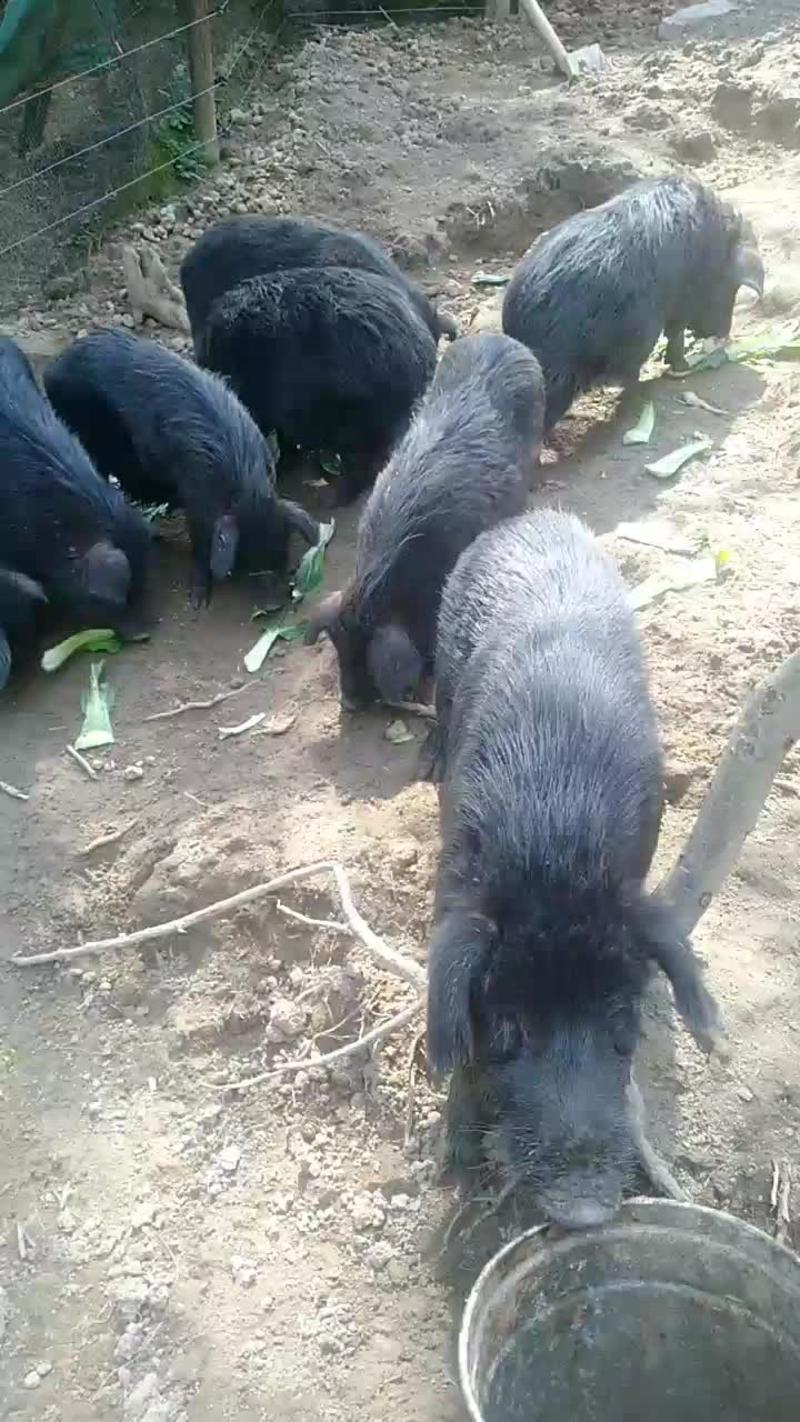 散养藏香猪出售
