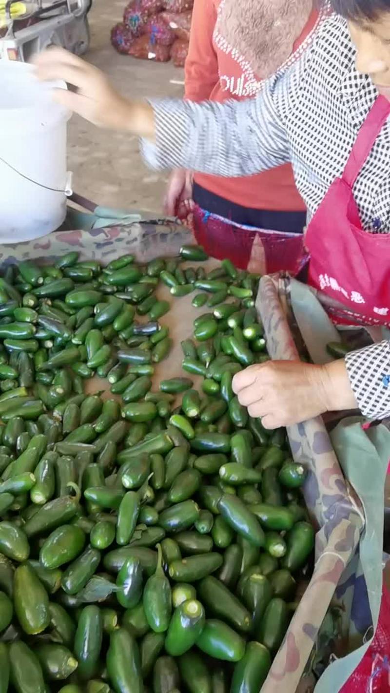 港椒墨西哥辣椒青泡椒原产地对接腌制厂加工厂