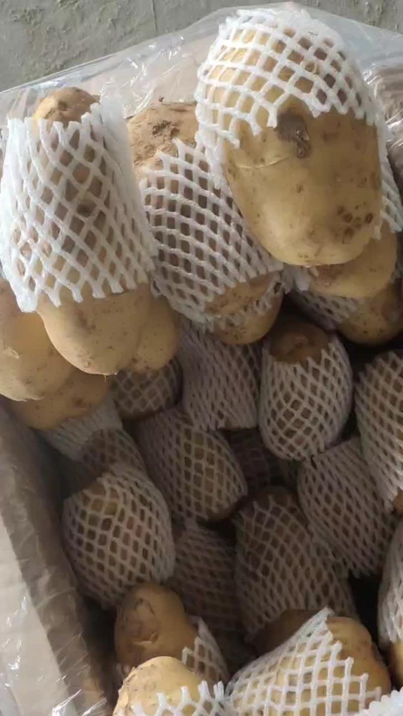 甩卖山东荷兰十五土豆冷库三两以上对接电商商超市场