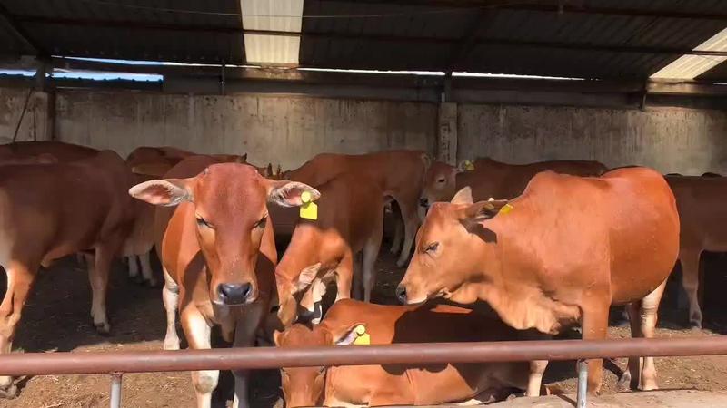 鲁西黄牛活牛免费提供技术人员上门指导，包技术，包成活，包