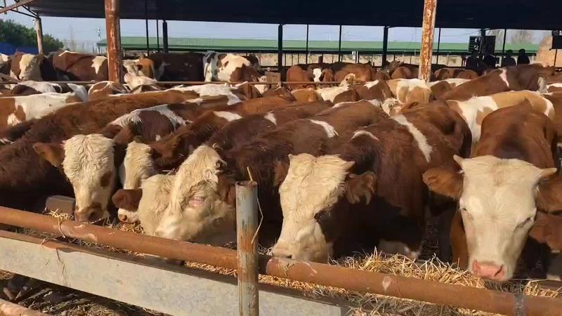 西门塔尔牛犊全国发货包送到家牛苗大量出栏买十头送二