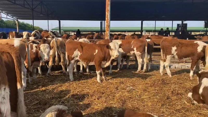 西门塔尔牛犊全国发货包送到家牛苗大量出栏买十头送二