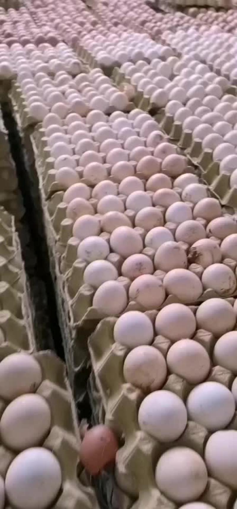 毛鸡蛋