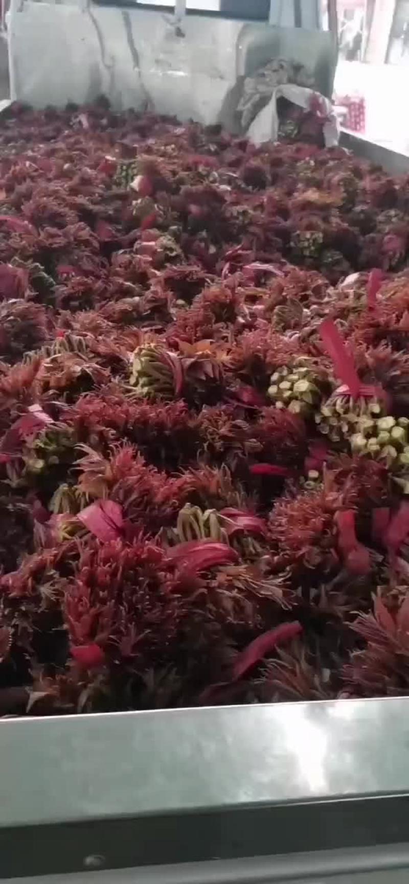 达州大竹红油香椿芽产地掉价了