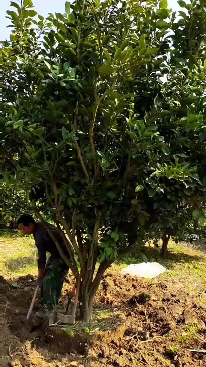 【推荐】江西15-18公分柚子树，品质保障基地供应可视频