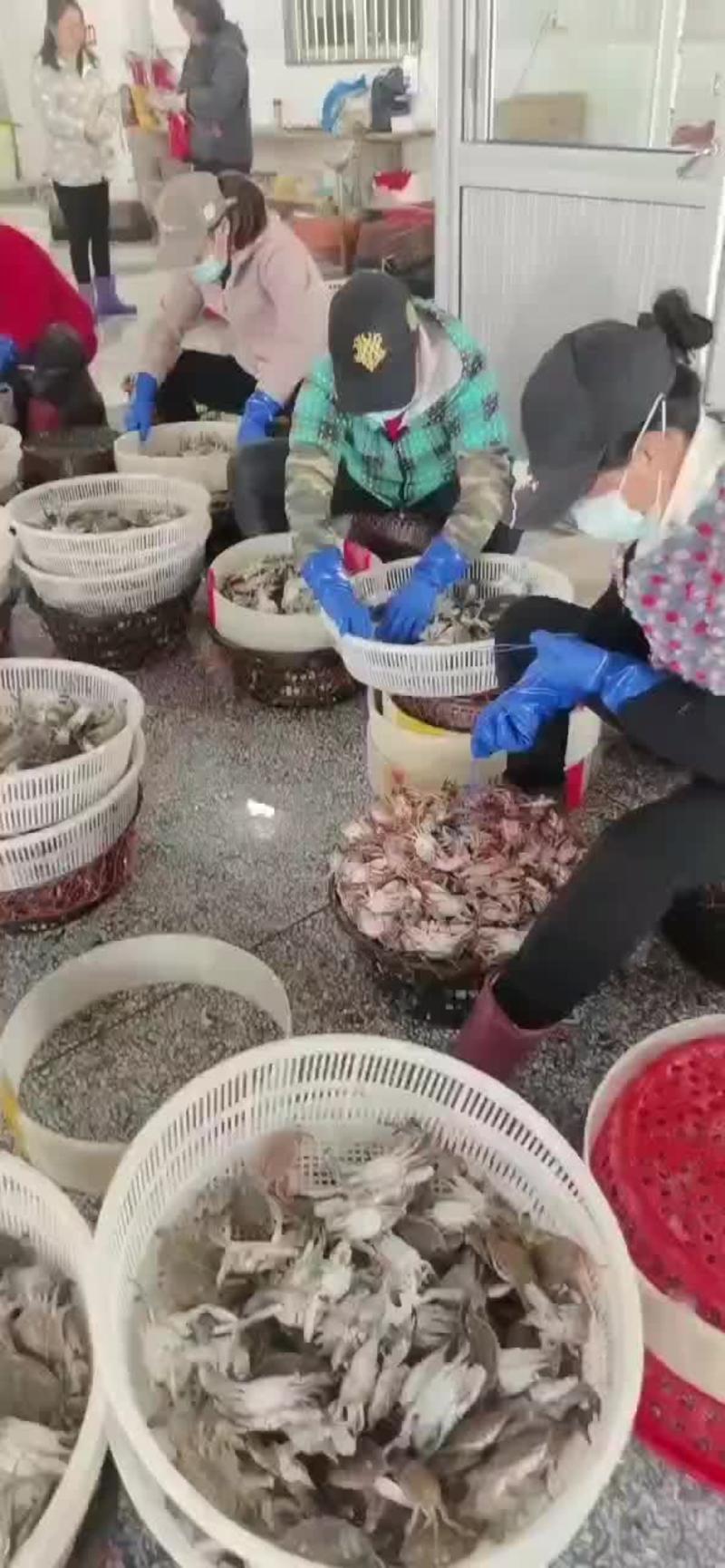 鲜活梭子蟹，一分价格，一分货，笼子，流网，都有！！！！！