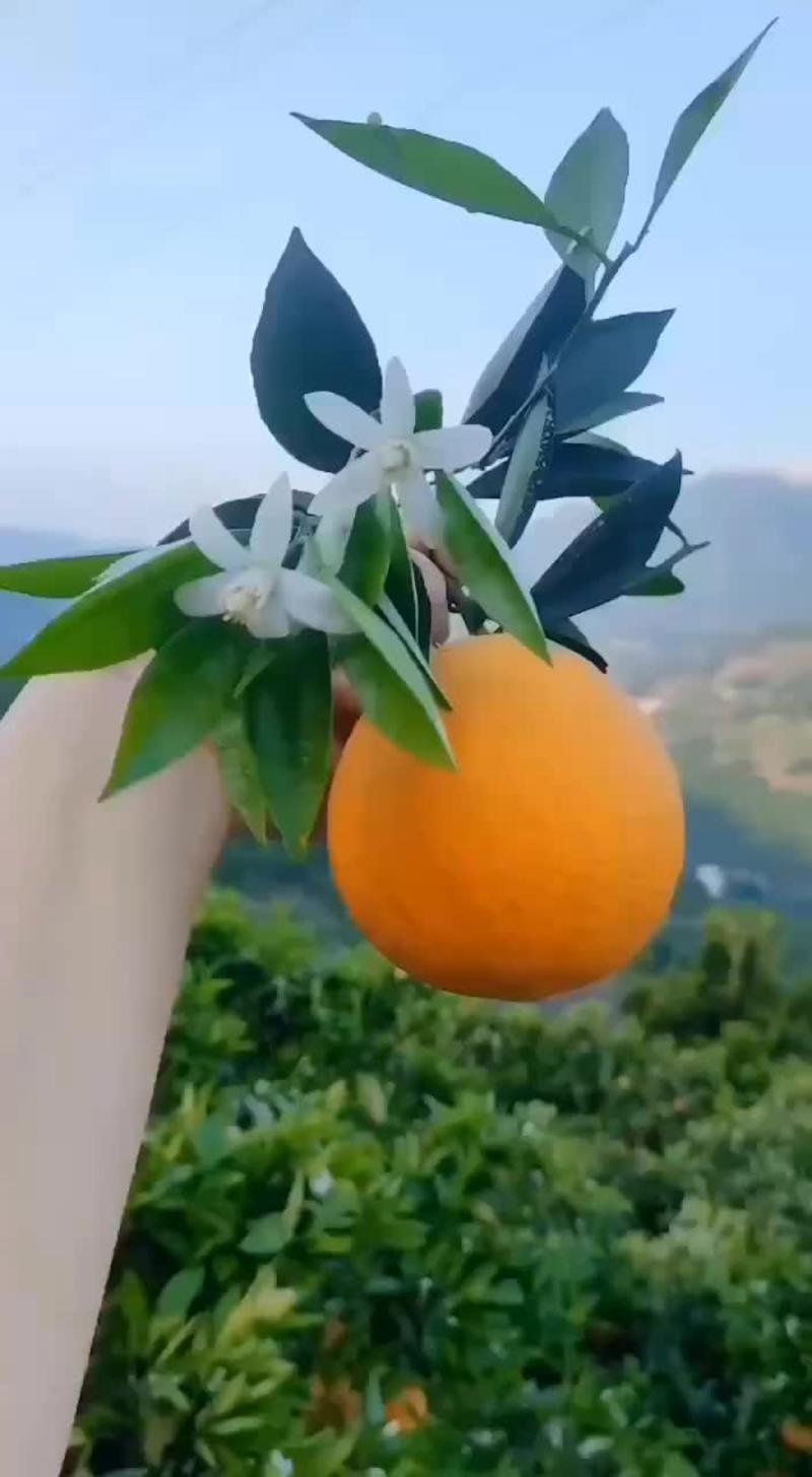 伦晚甜橙