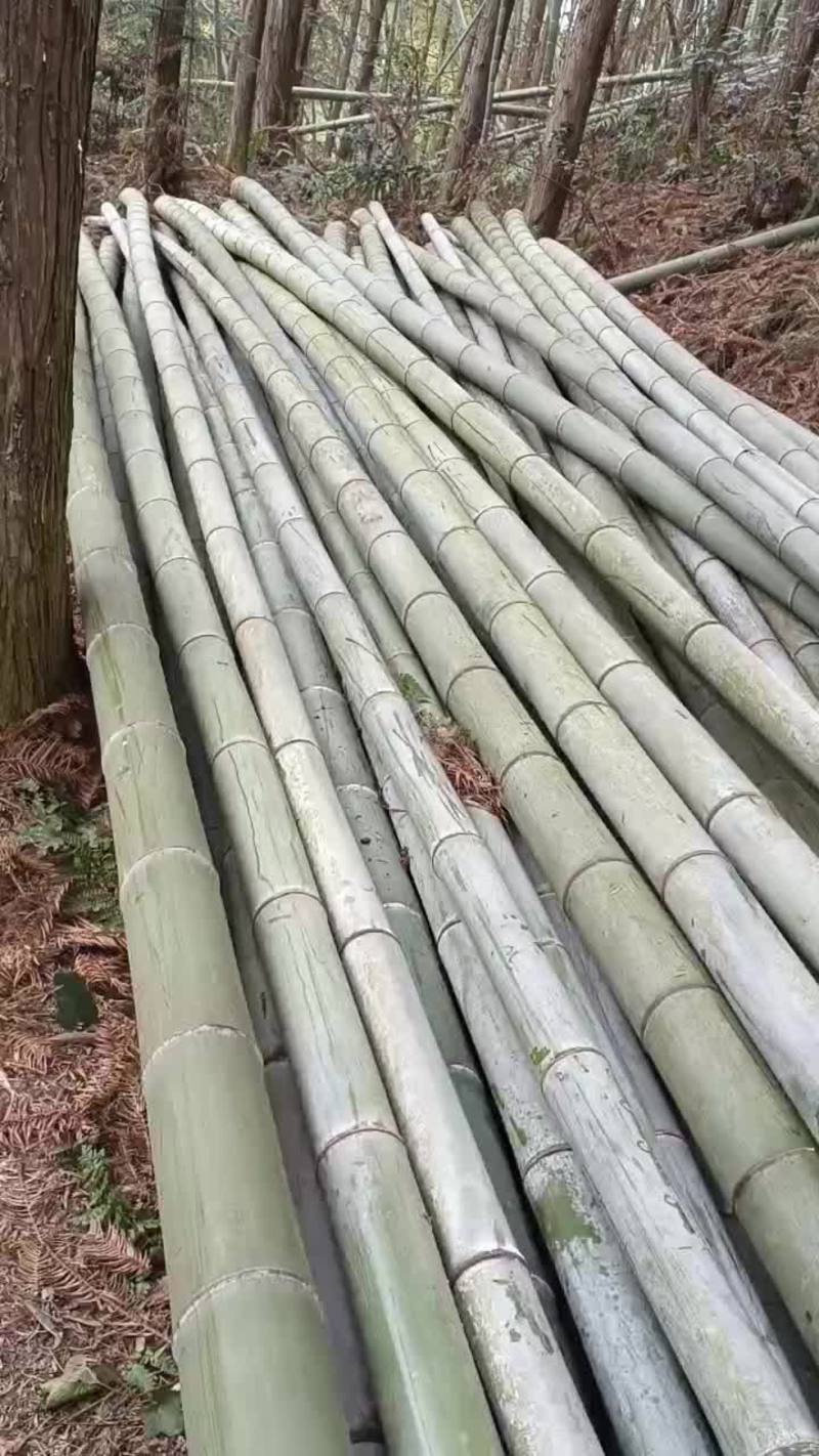 楠竹大量有货