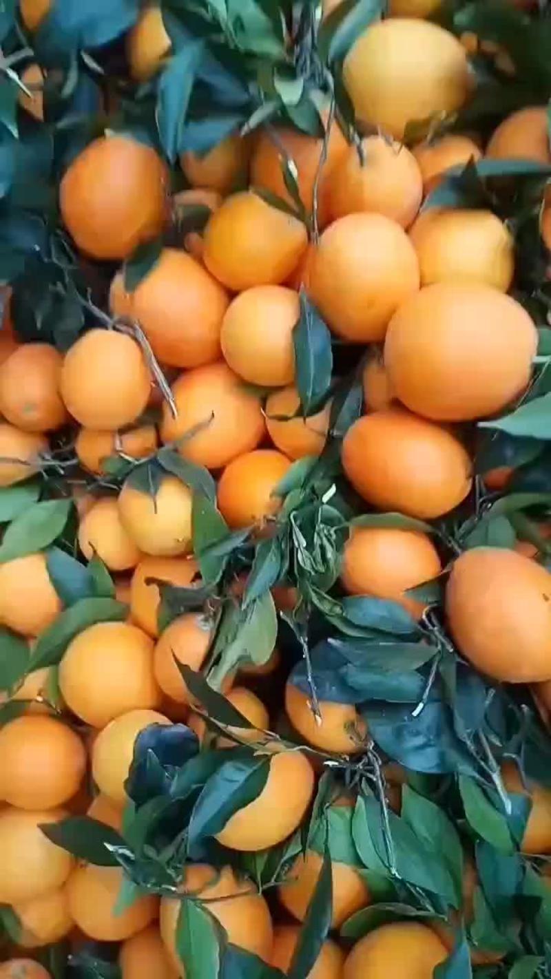 默科特柑橘产地直销看货论价保质保量欢迎订购