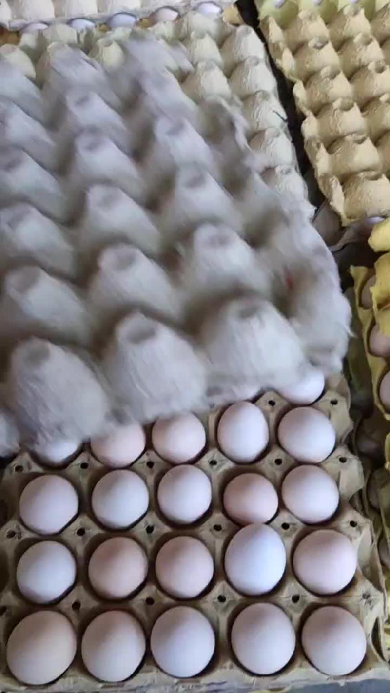 黄河滩柴鸡蛋土鸡蛋初产蛋稳定供应每日2万枚