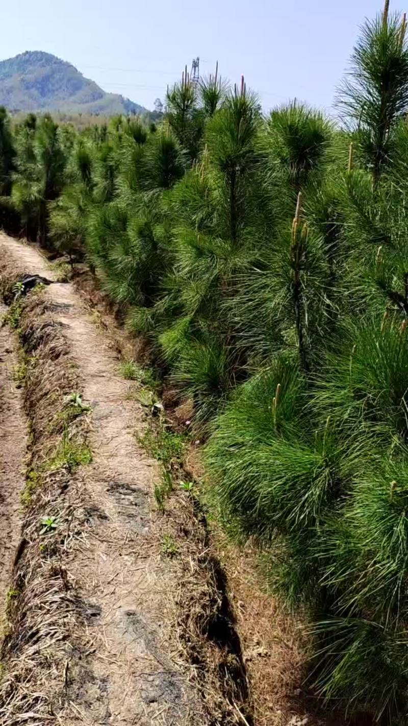 江西优质湿地松苗品质保障，荒山造林生长成林快大量出