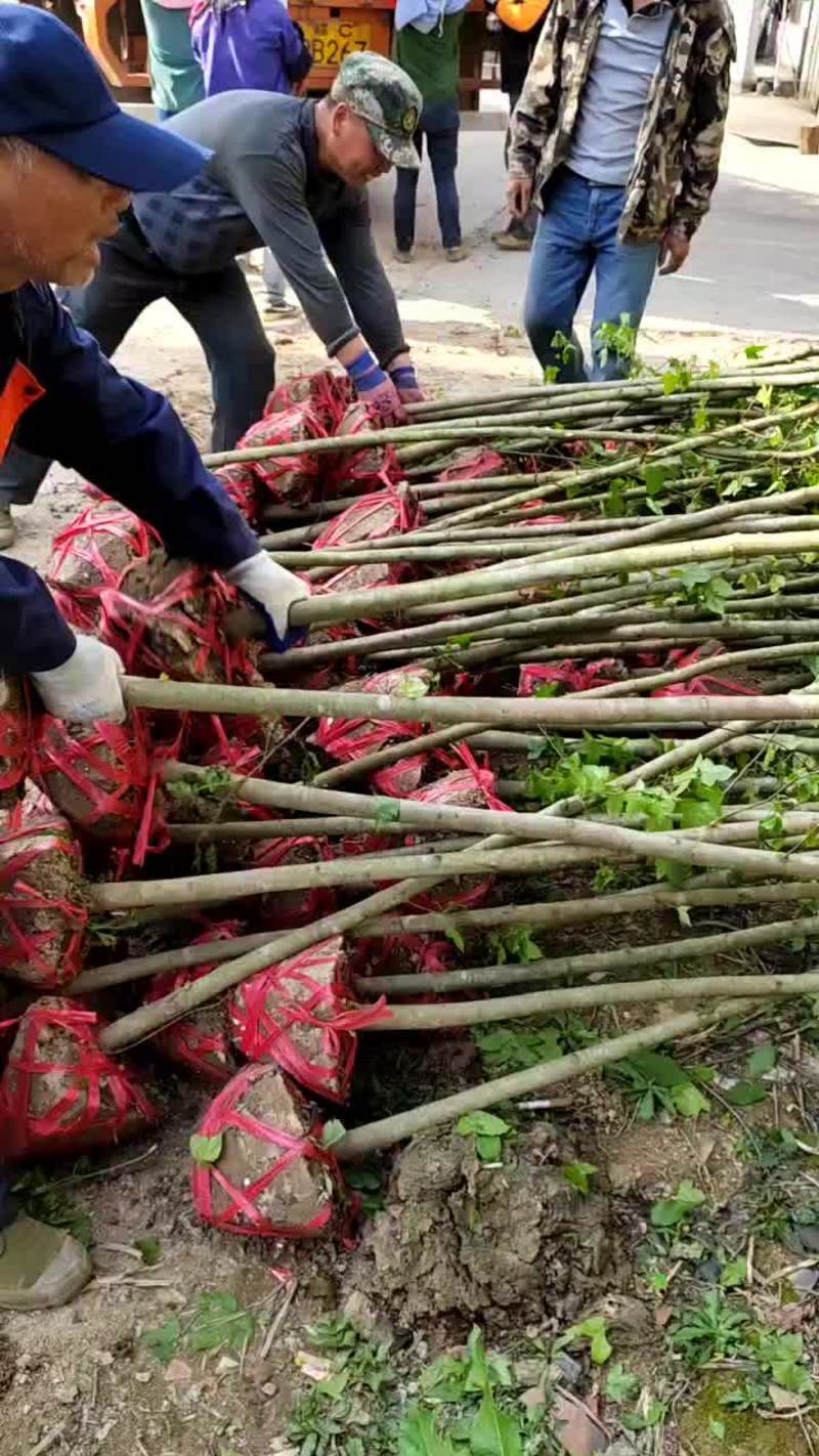 江西万棵3-5公分枫香树苗大量供应3公分价格可视频