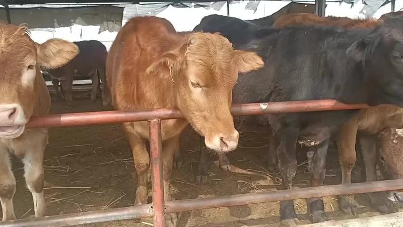 贵州肉牛犊西门塔尔牛价格！贵州西门塔尔牛养殖场！贵州肉牛