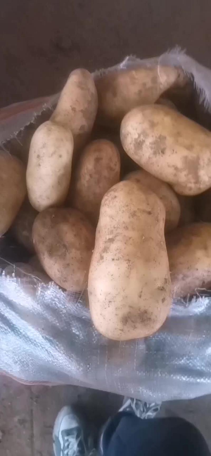 土豆精品黄心土豆各种规格大量有货，支持整车发货，市场