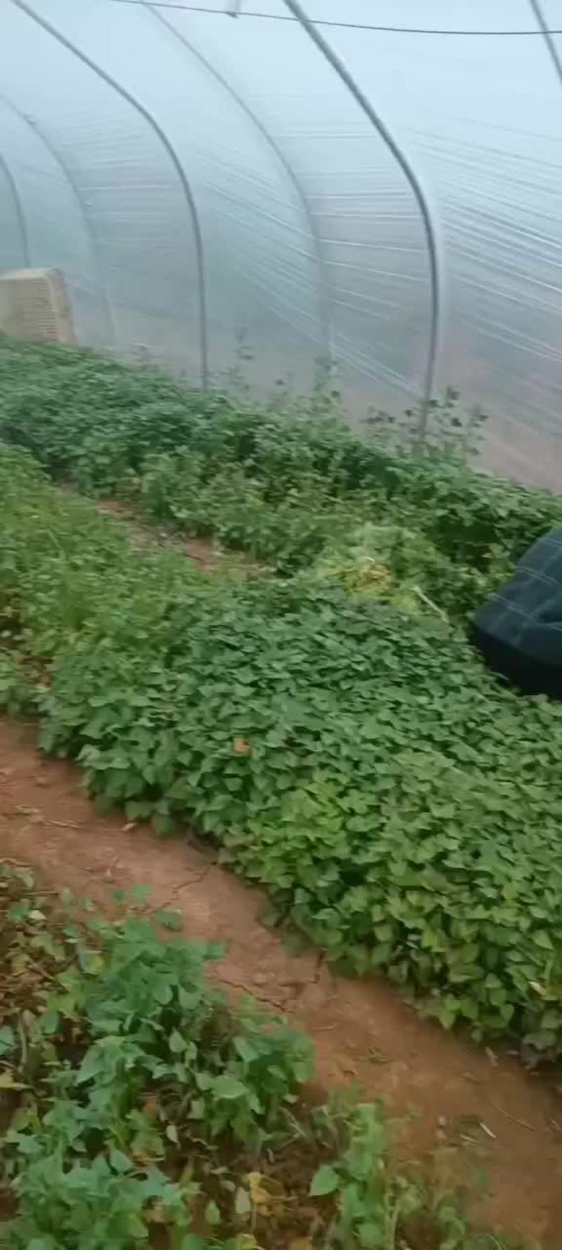 山东省泗水县红薯苗基地出售各种薯苗