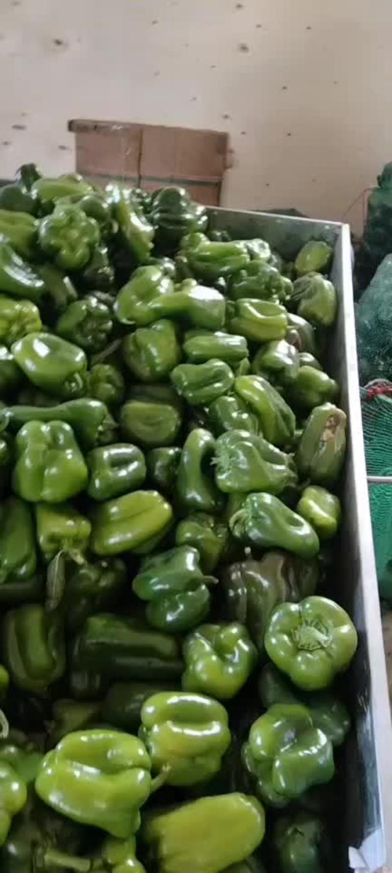 福建漳州菜椒基地甜椒大量上市了，可对接一级二级批发市场加工厂