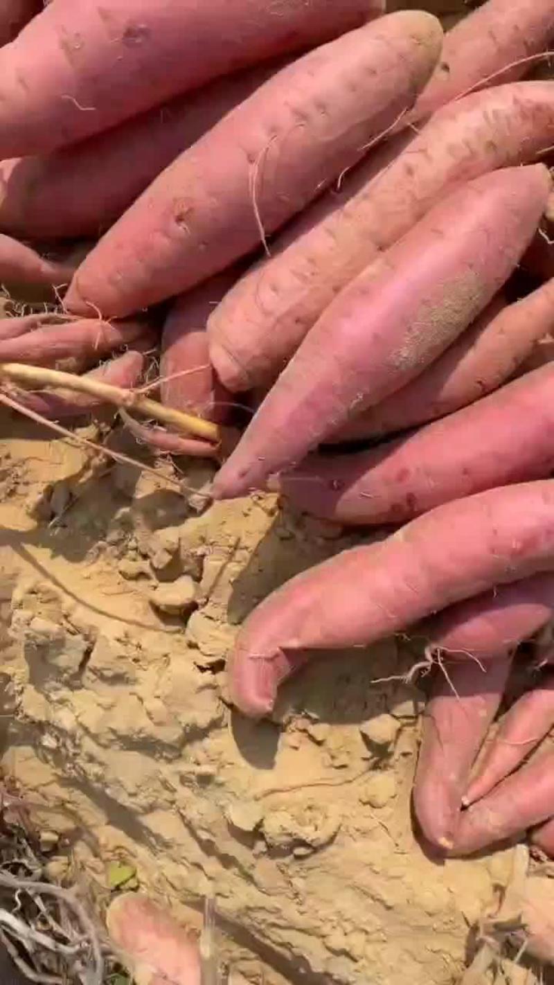 【实力】河南省红薯，西瓜红大量供应，随时视频看货