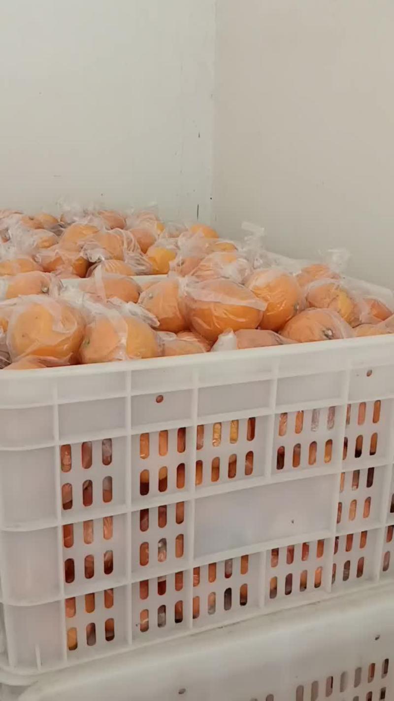 塔罗科血橙达州市精品红橙基地直发支持一件代发