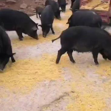 出售散养黑跑山猪150—230斤60头品质好