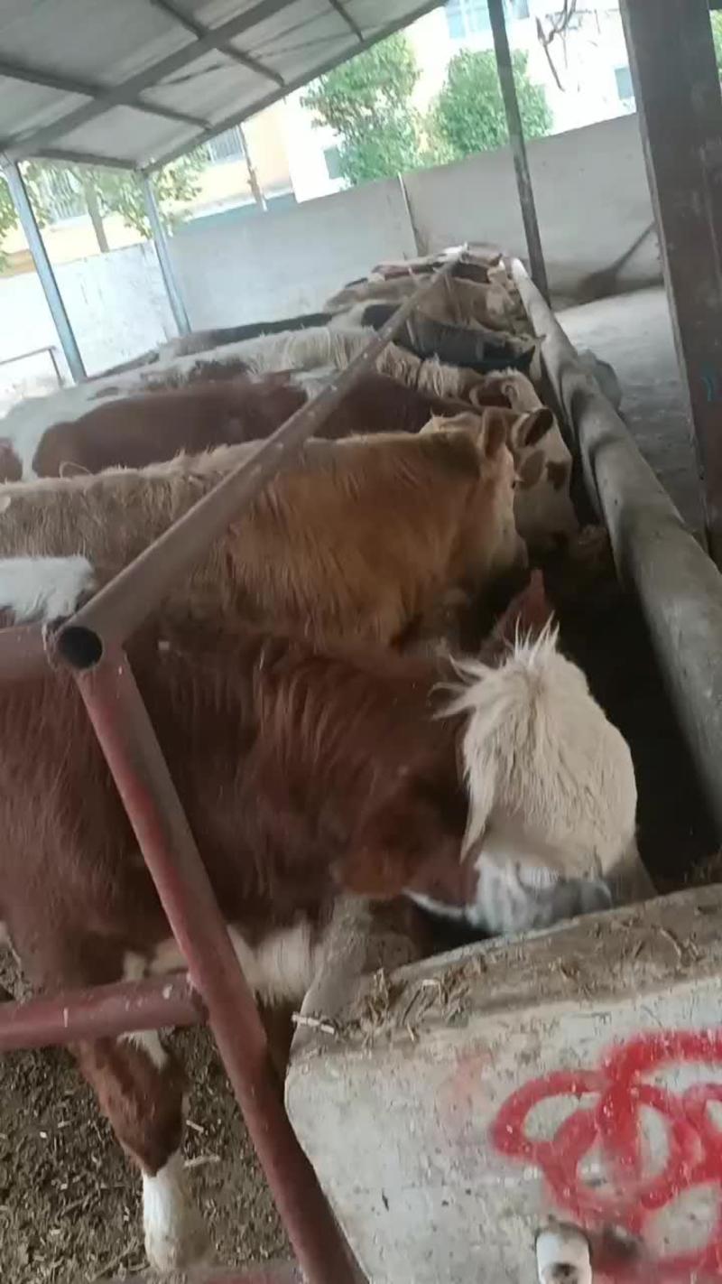 广西肉牛犊西门塔尔牛！贵州西门塔尔牛养殖场！广西西门塔尔