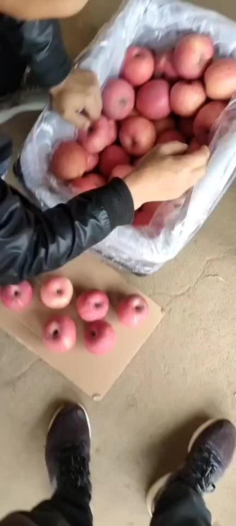陕西冷库红富士苹果大量有货