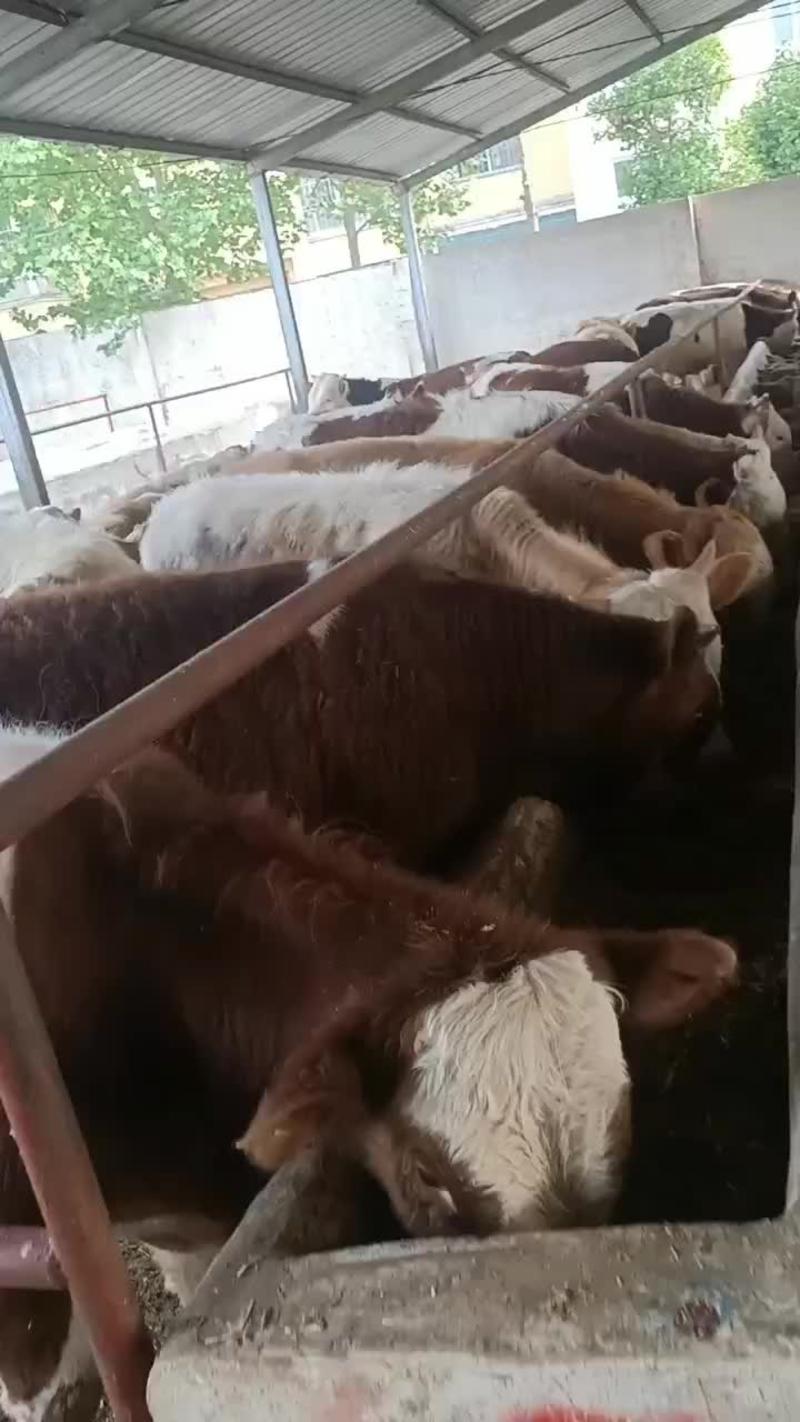 江西西门塔尔牛价格江西肉牛犊西门塔尔牛养殖场！西门塔尔牛