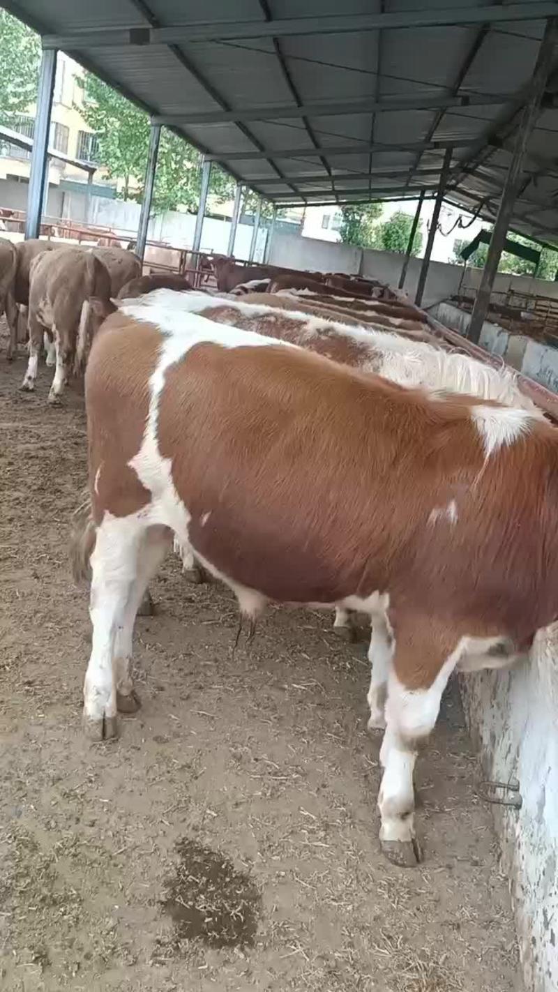 江西西门塔尔牛价格江西肉牛犊西门塔尔牛养殖场！西门塔尔牛