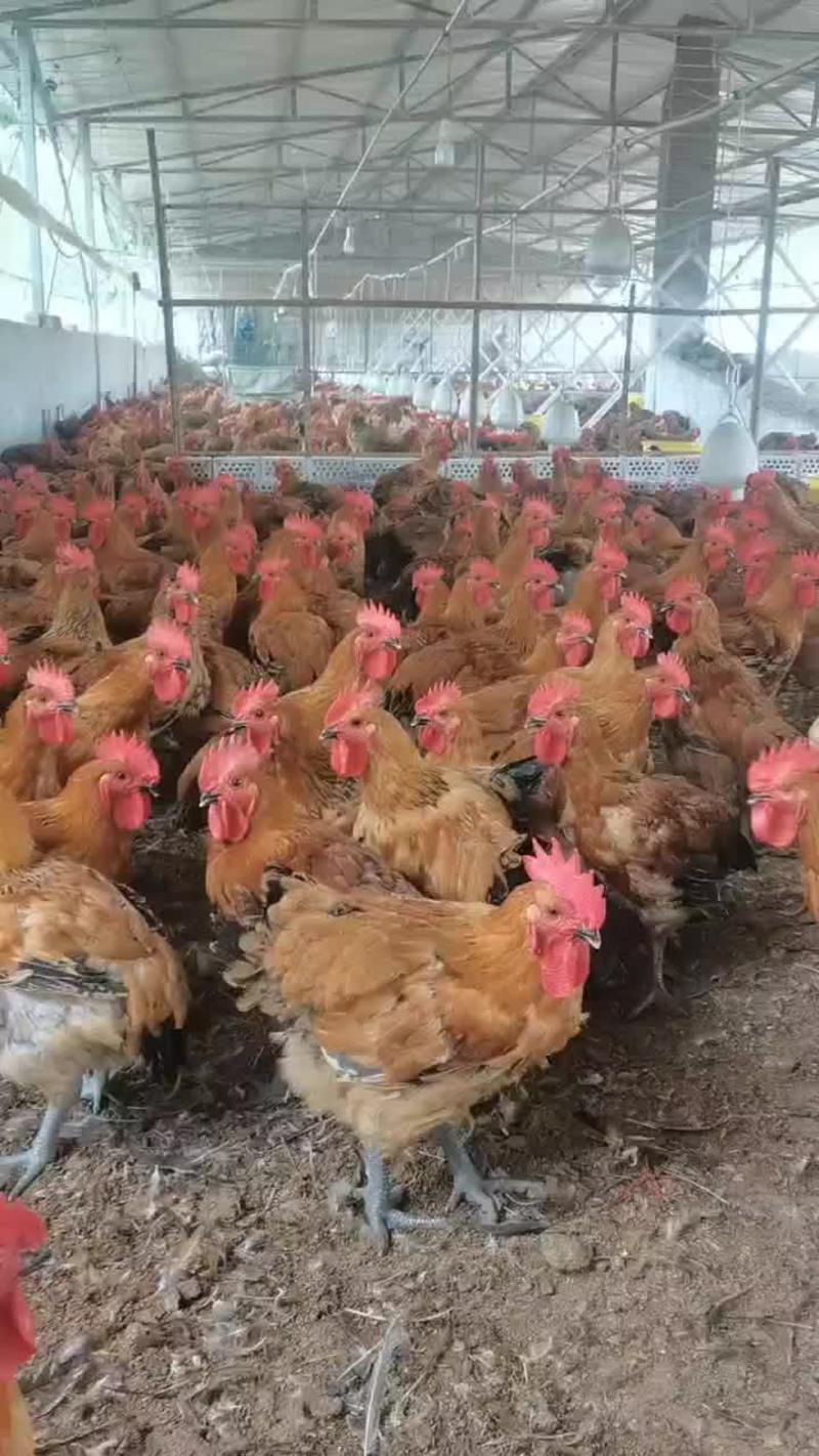 续养鸡福利