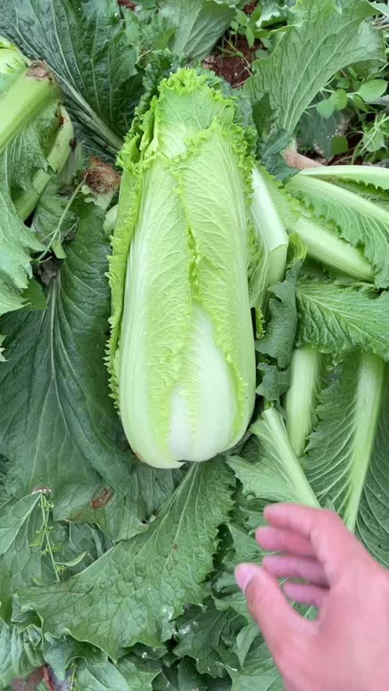 龙牙菜棵0.65-0.95kg无虫吃，无开花，无烧心