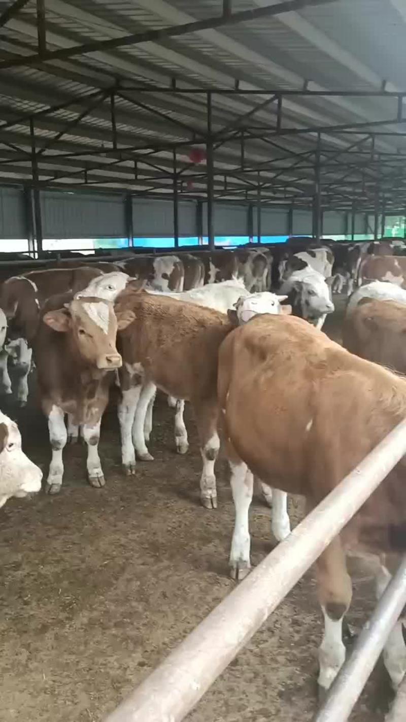 西门塔尔牛价格！西门塔尔牛小牛犊价格便宜！西门塔尔牛养殖