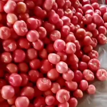 硬粉西红柿大量上市，产地直供，数量大，质量好，欢迎前来采