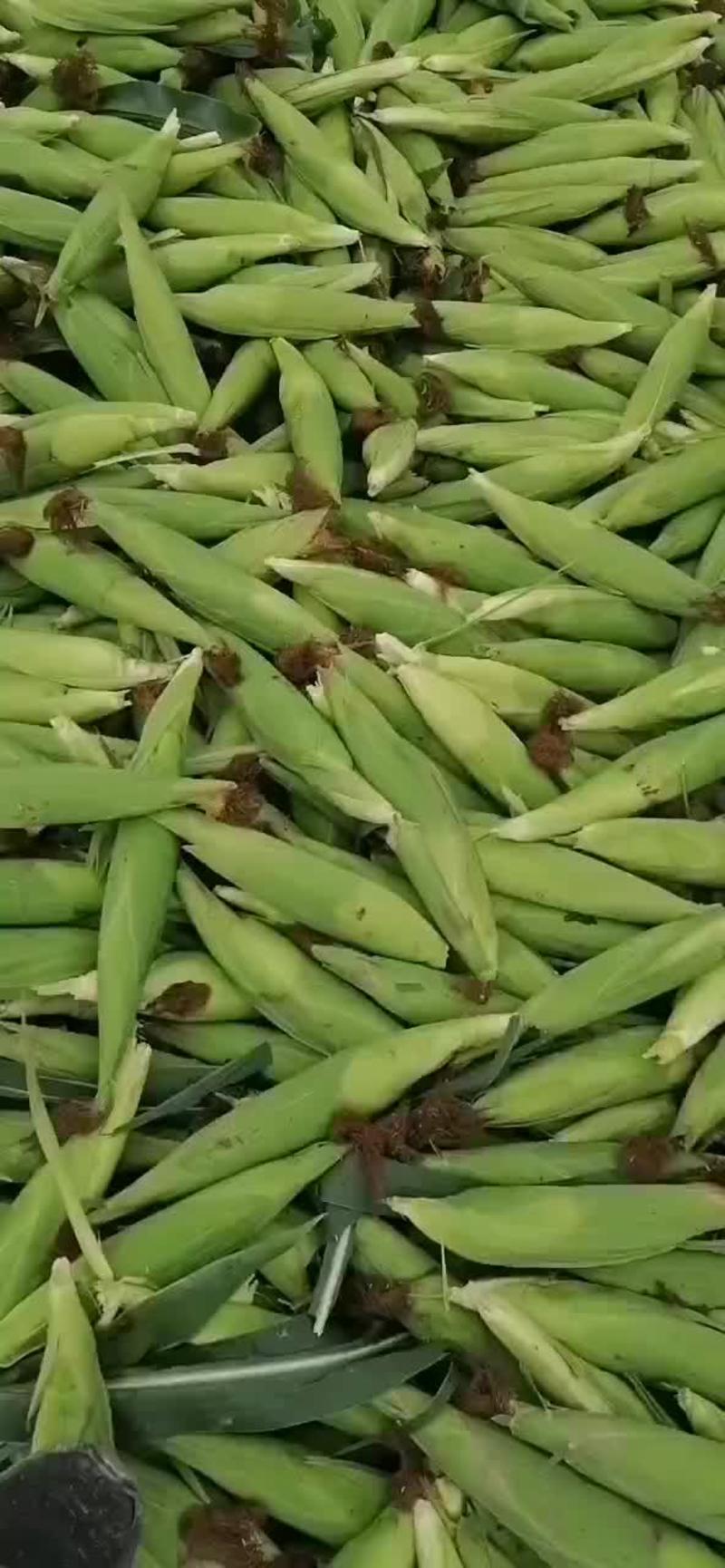 玉米鲜玉米有万糯2000有水果玉米种植面积七百亩