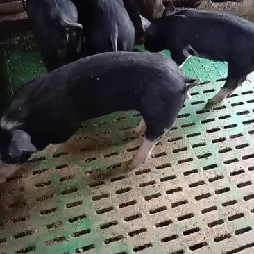 黑猪仔猪巴克夏猪种猪专业繁殖美系巴克夏种猪