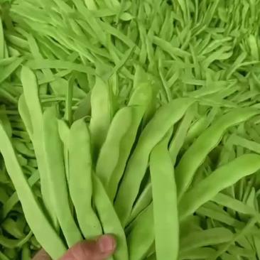 新苗扁豆大量供货价格美丽质量优秀长度18-20
