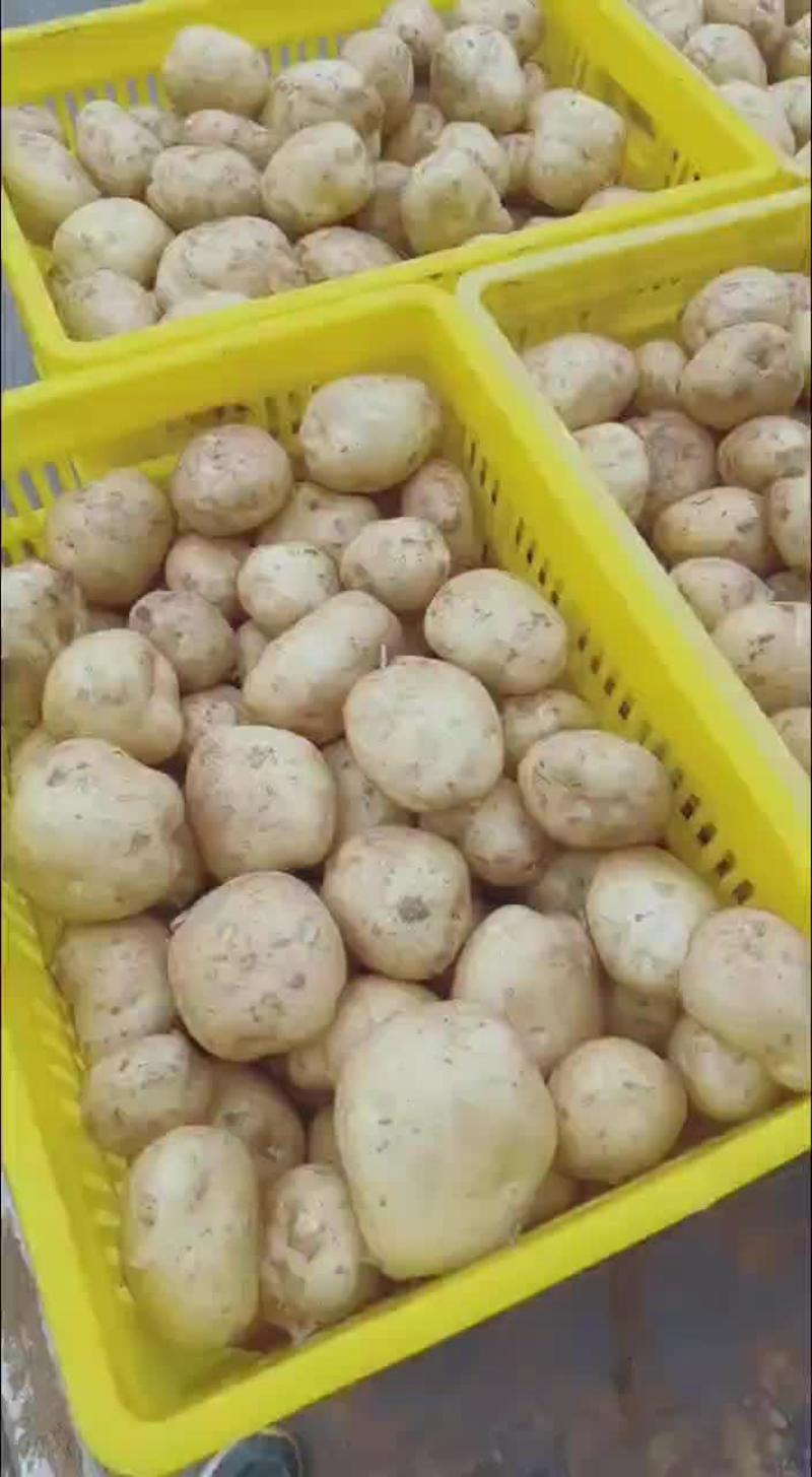 湖北襄阳中薯5号黄金土豆