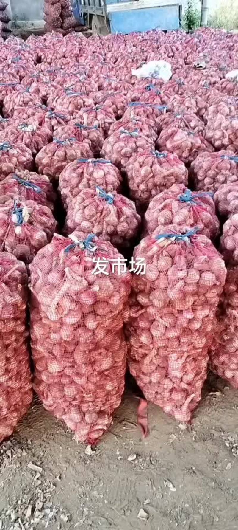徐州精品鲜蒜，大蒜。量大从优，徐州市雪含果蔬合作社出品！