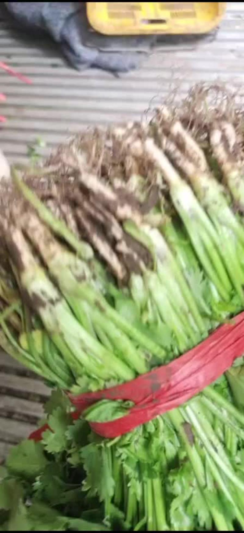 天津香菜天津市武清区大量香菜这里是蔬菜批发市场
