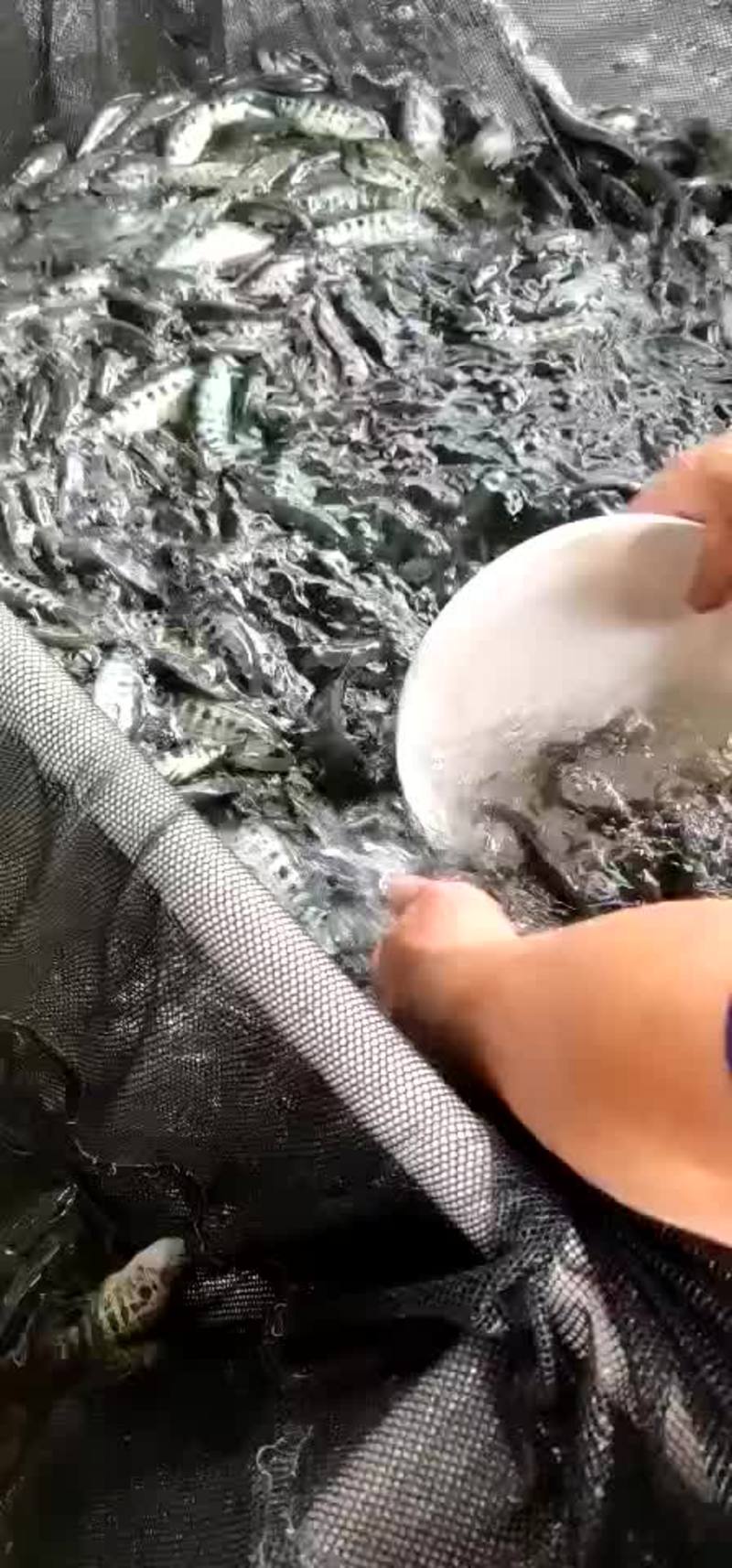 淡水石斑鱼苗