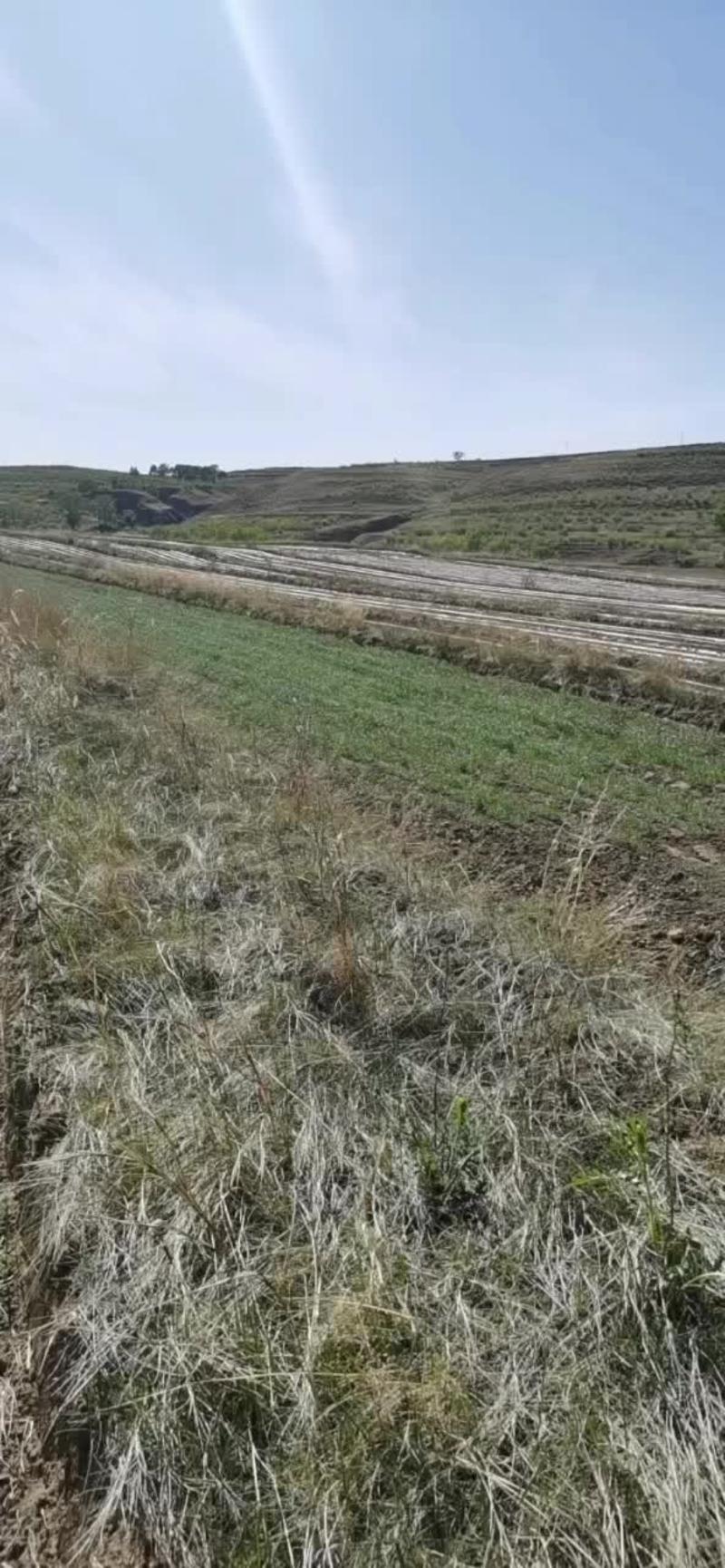 内蒙古乌兰察布凉城县旱田自然生长白藜麦