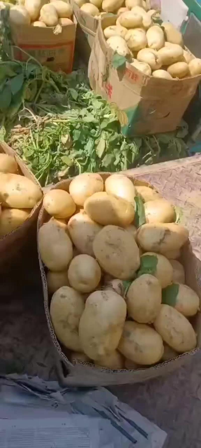 黄心土豆大量上市一手货源，保质保量，随时可视频看货。