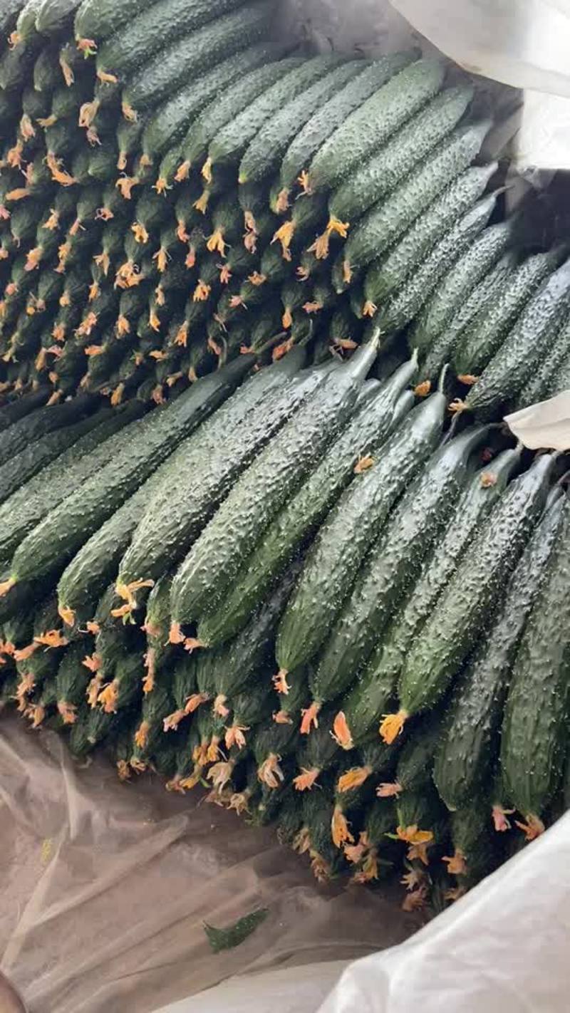 山东密刺黄瓜顶花带刺货源充足全国发货保质保量