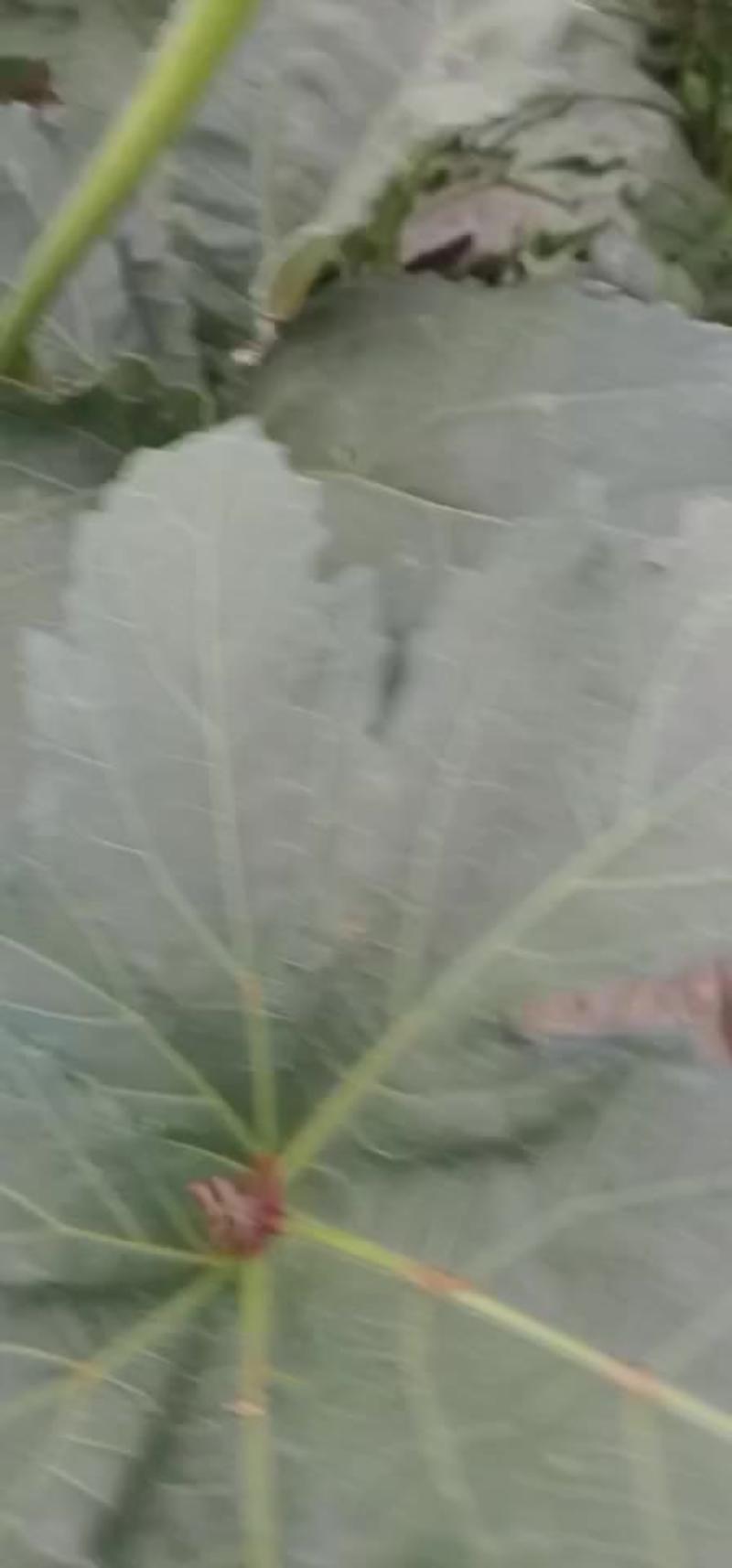 秋葵黄秋葵，水果秋葵，8到12公分，专注秋葵10年，