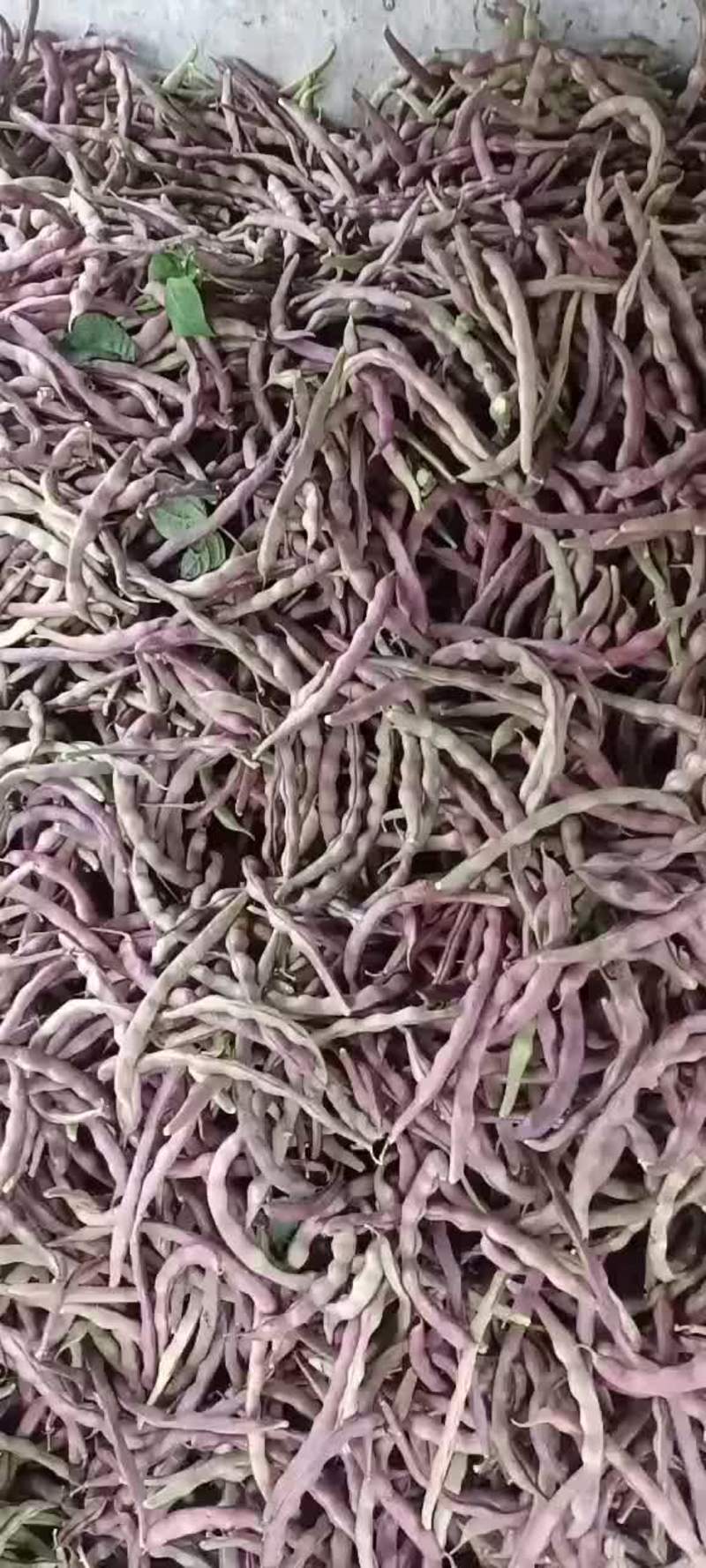 紫芸豆老山豆