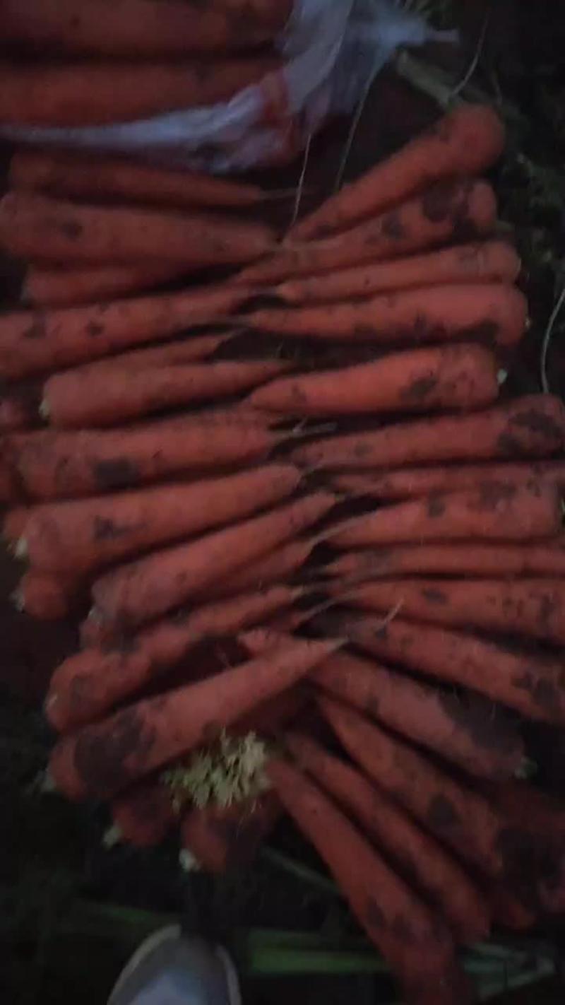 【基地直销】山东精品胡萝卜可供商超质量有保证全国发货