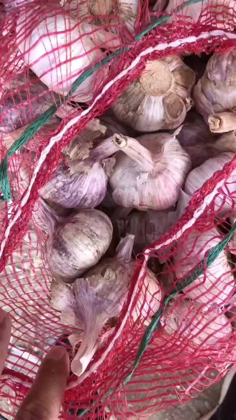 商河大青稞品种红蒜