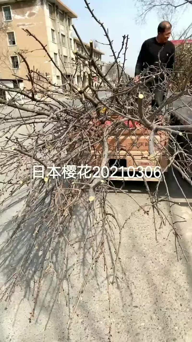 日本樱花4~6cm，价格低，树形好，土球规格严格